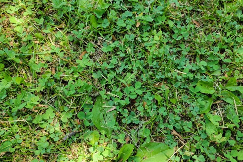 How To Get Rid Of Crabgrass Organically (& Why You Might Want To Keep It)