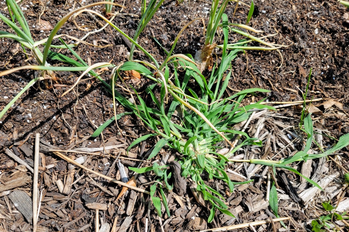 How To Get Rid Of Crabgrass Organically (& Why You Might Want To Keep It)