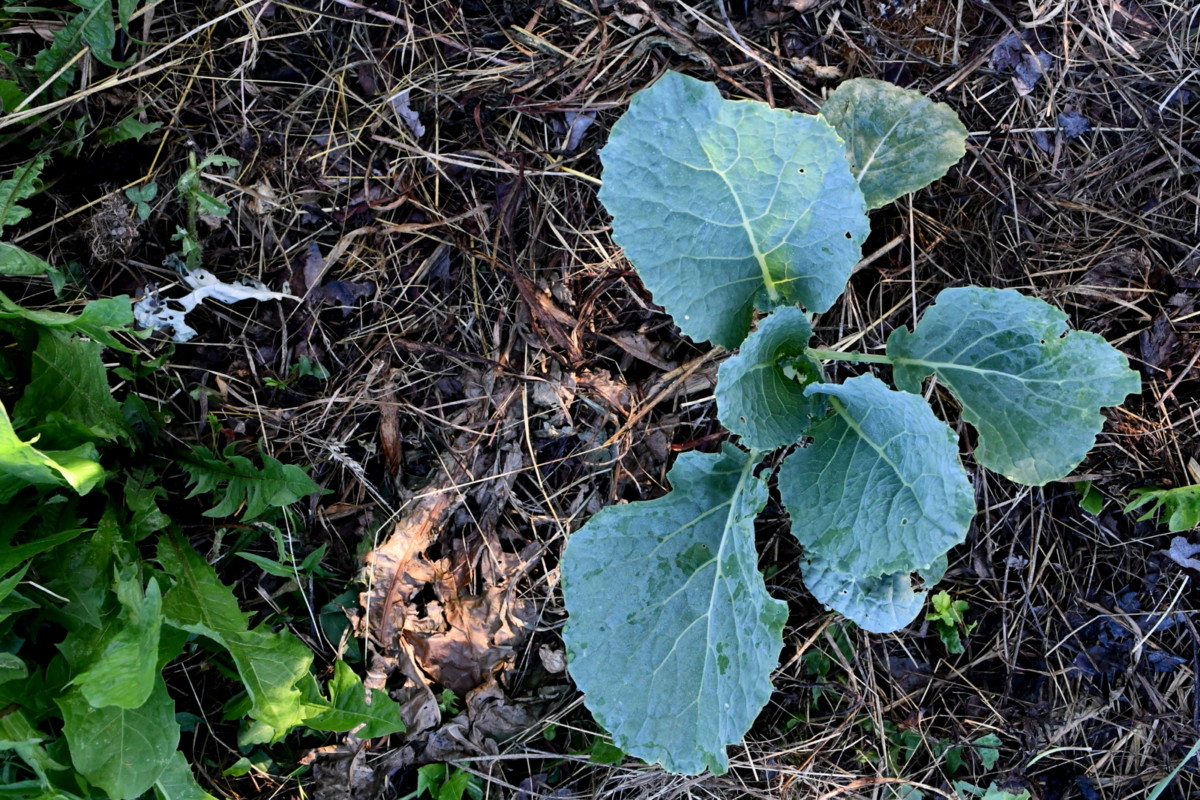 Cabbage and dandelion growing together