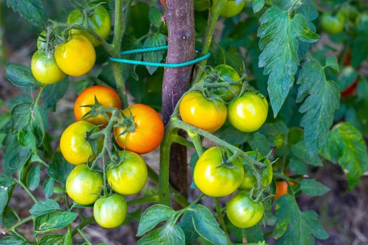 Determinate tomatoes ripening on the vine.