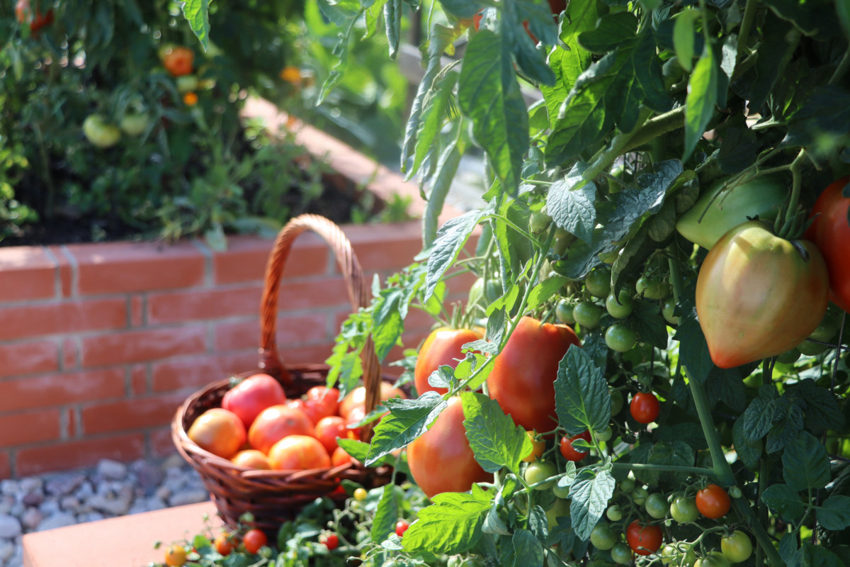 Selective focus of tomatoes growing in a raised bed, soft-focus basket of tomatoes in background