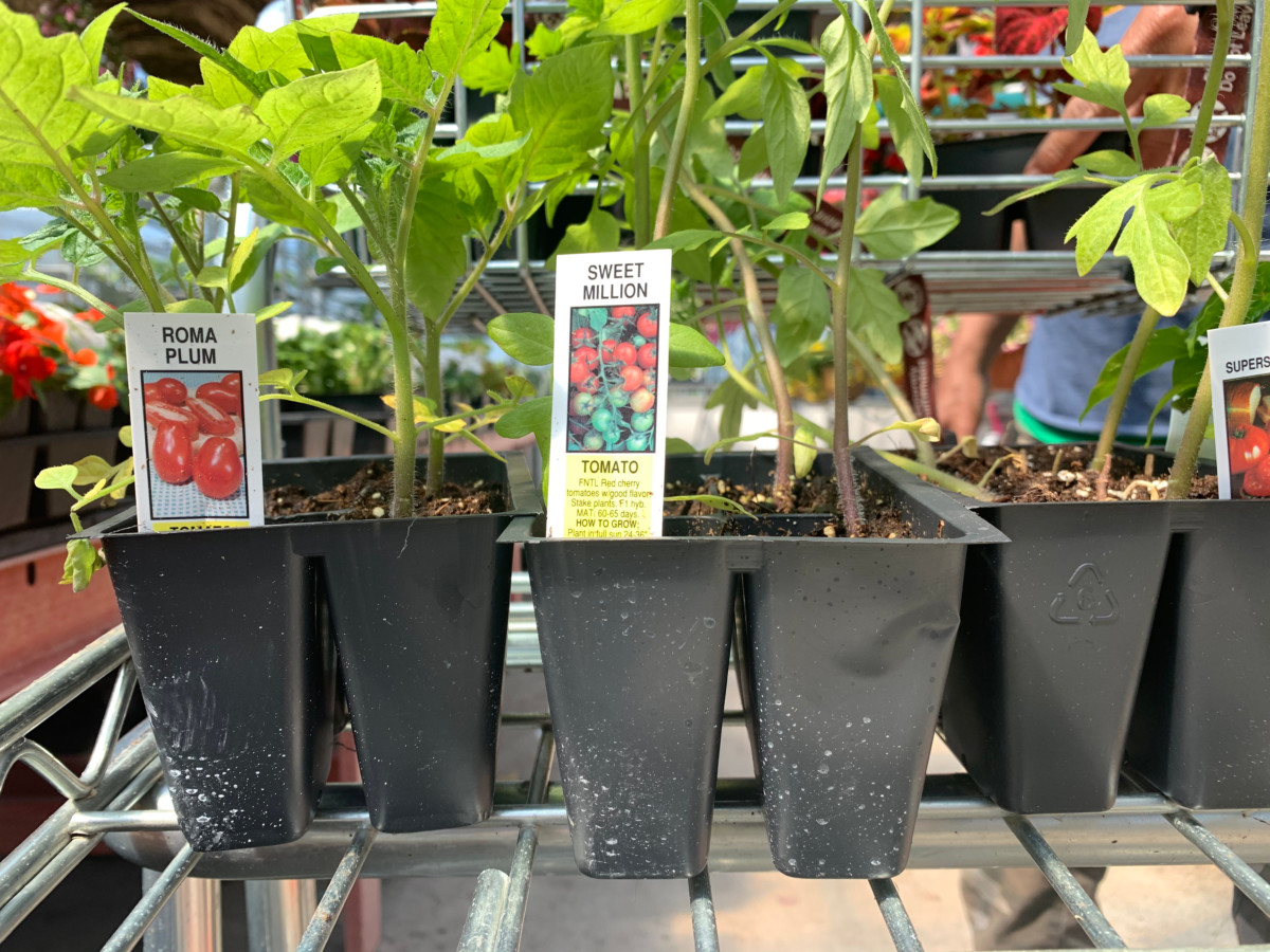 Tomato seedlings for sale in a garden center.