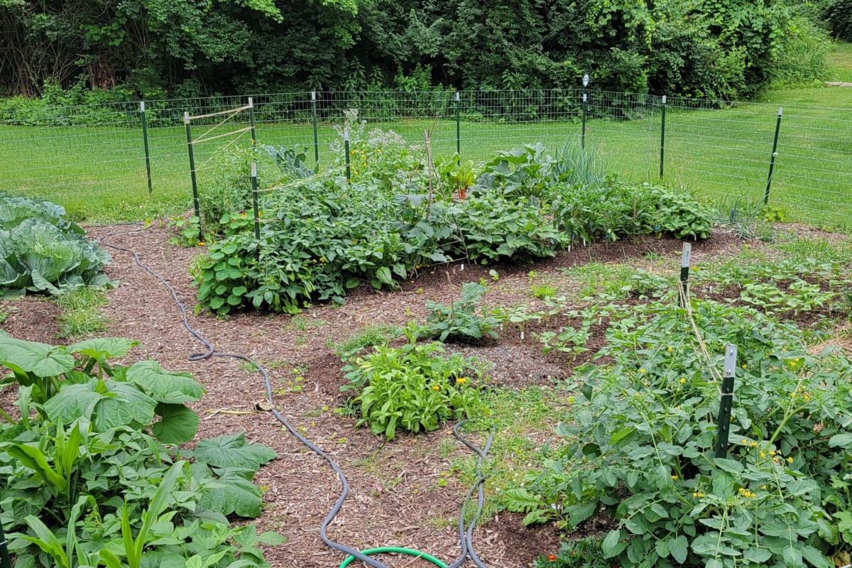 A green, lush garden with tomatoes growing in several spots.