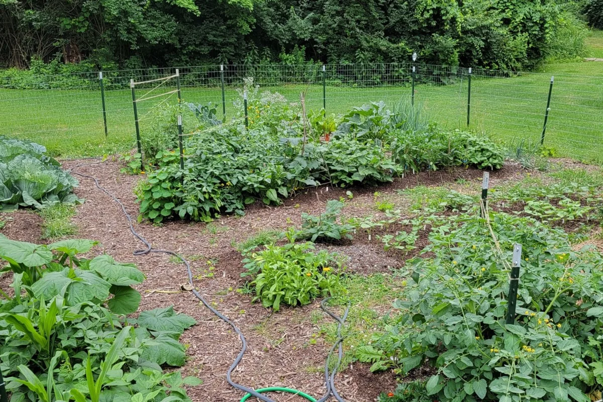 A green, lush garden with tomatoes growing in several spots.