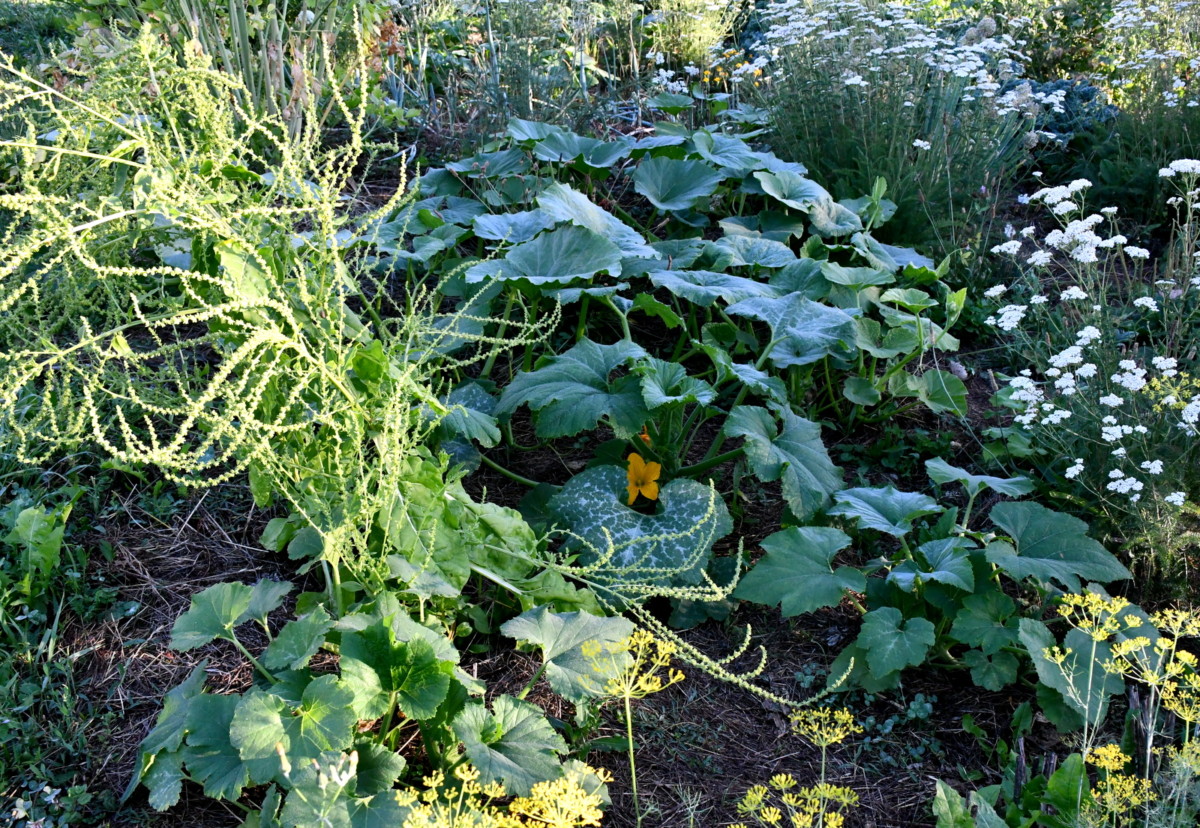 Beautiful no-dig garden with a squash plant as the main focus.