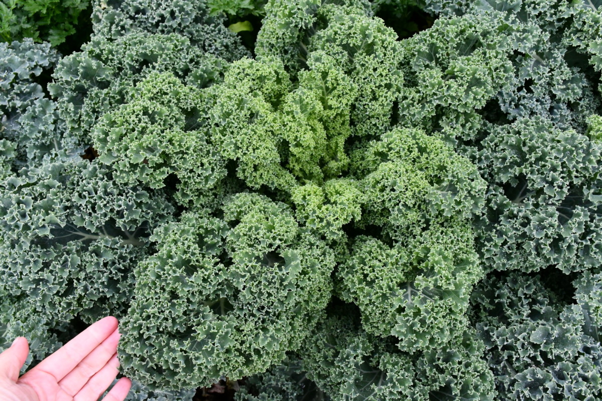 Curly kale, from above, author's hand in bottom corner
