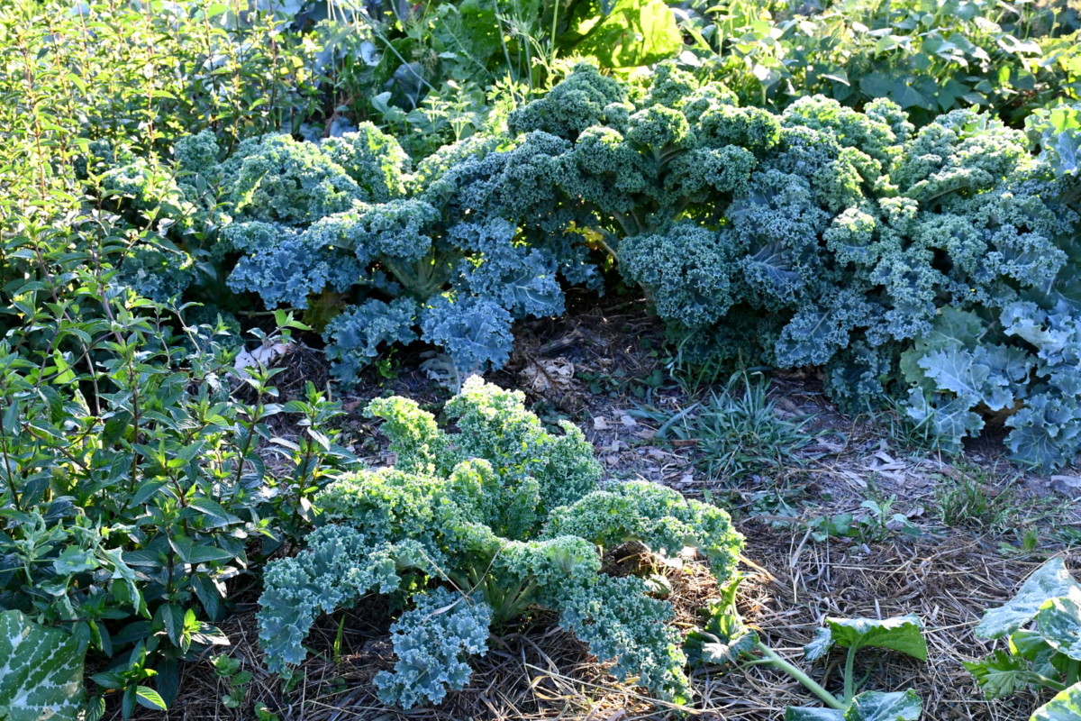 Kale growing in no-dig garden