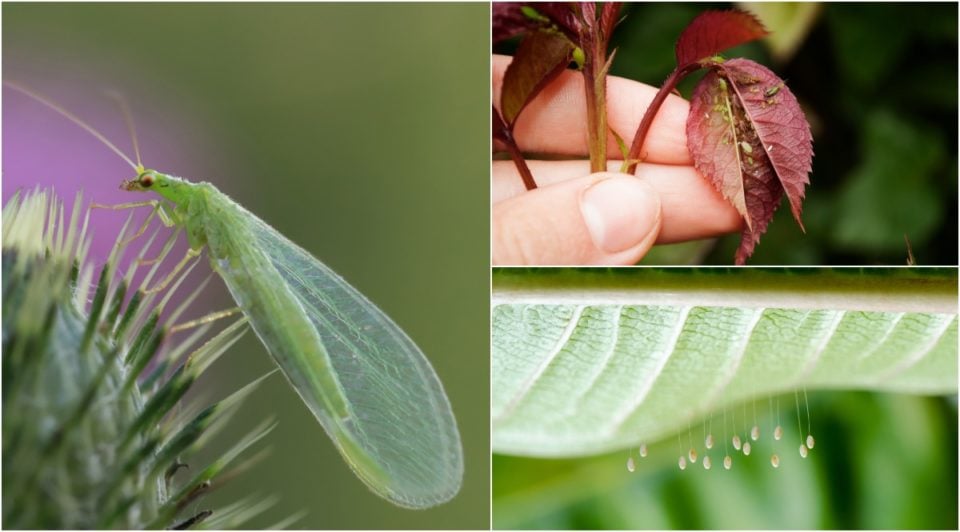4 Ways to Attract Lacewings to Your Garden (& Why You Need Them)