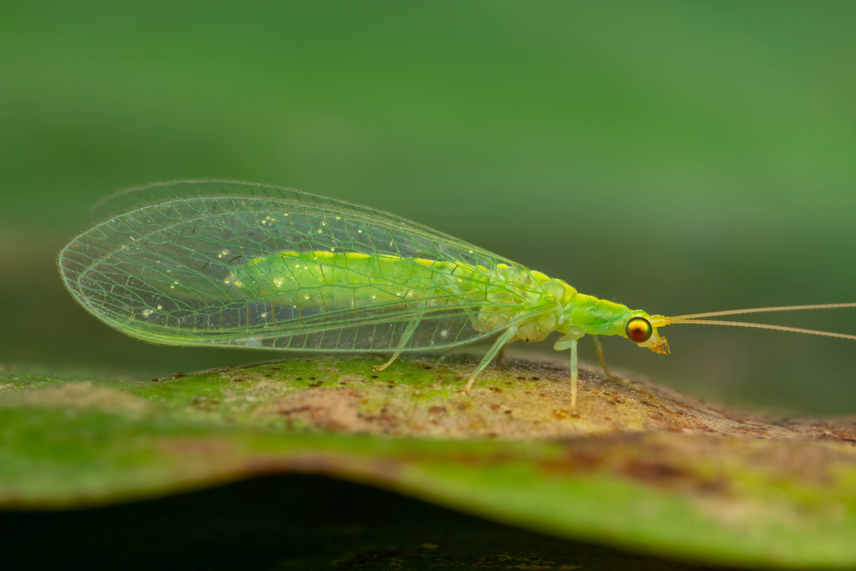 4 Ways to Attract Lacewings to Your Garden (& Why You Need Them)