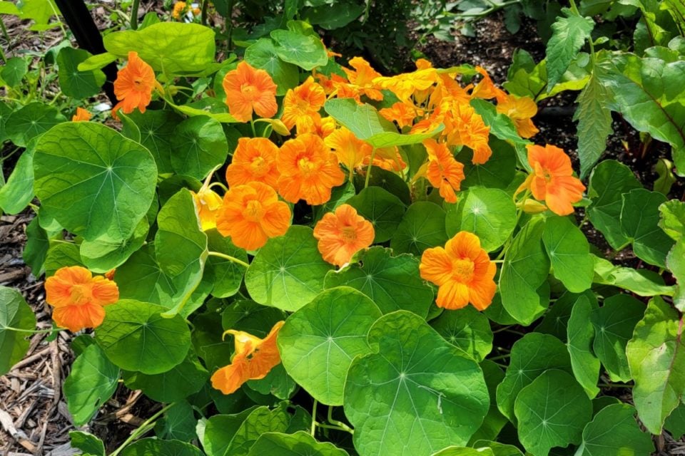 5 Reasons To Grow Nasturtiums & 10 Delicious Nasturtium Recipes