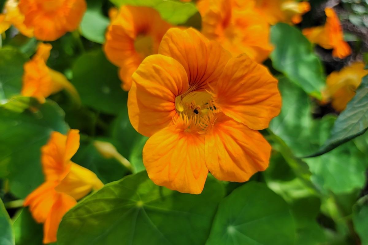 Close up of orange nasturtium flower