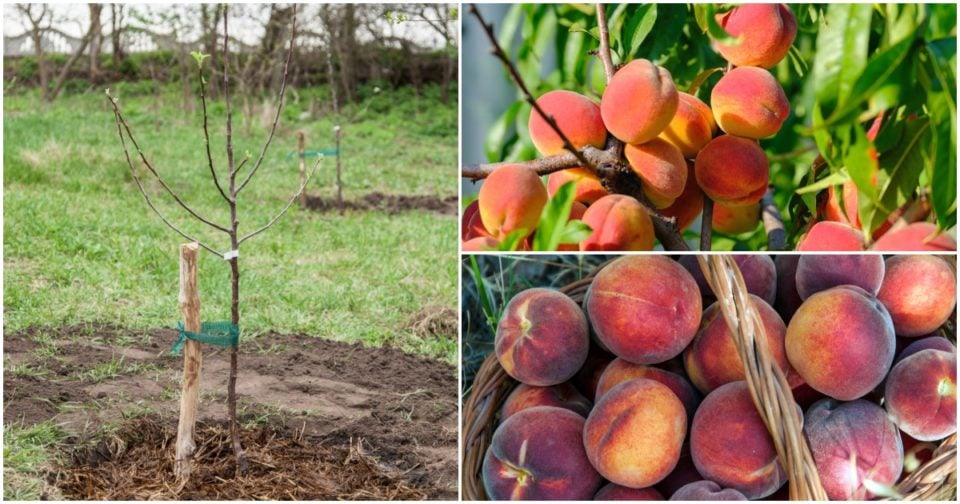 Peach Tree Planting, Caring & Harvesting Your Own Peaches