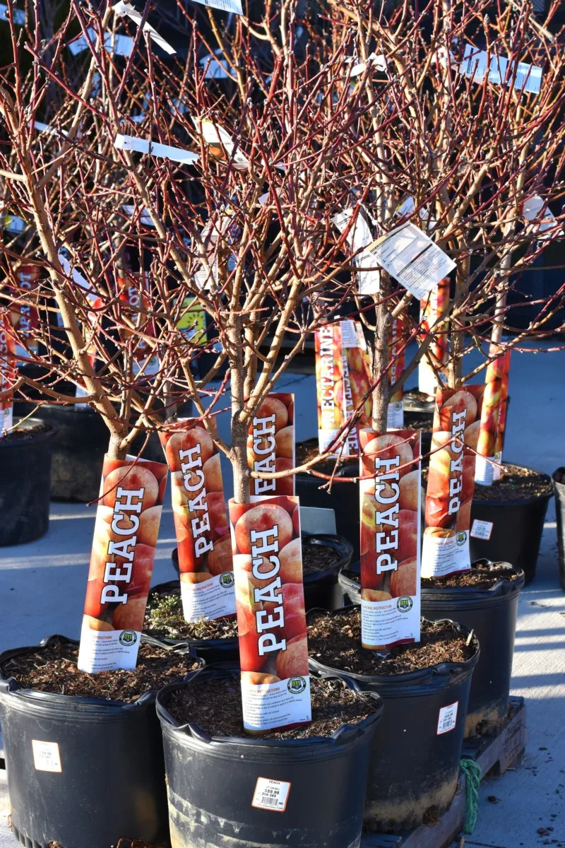 Peach trees for sale at a garden center