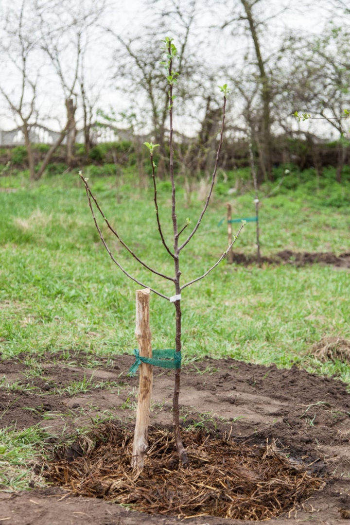Peach Tree Planting, Caring & Harvesting Your Own Peaches