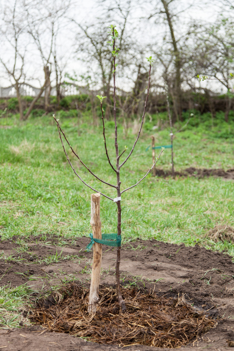 Tree planted in the ground