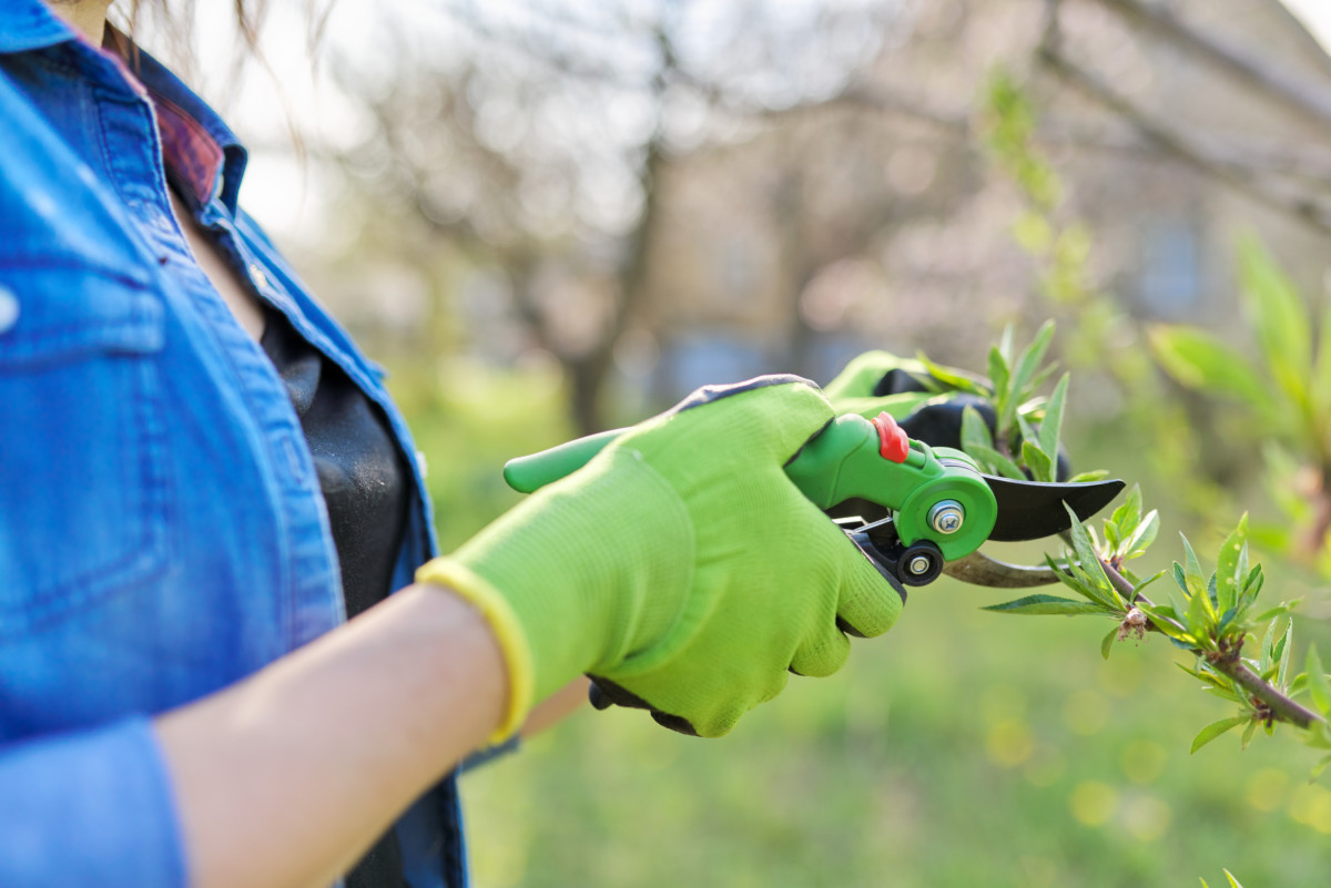 woman's hand pruning a peach tree