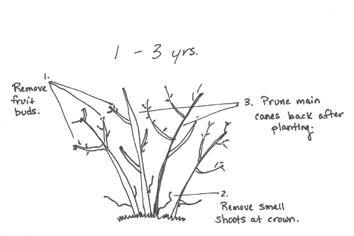 Diagram of pruning plant