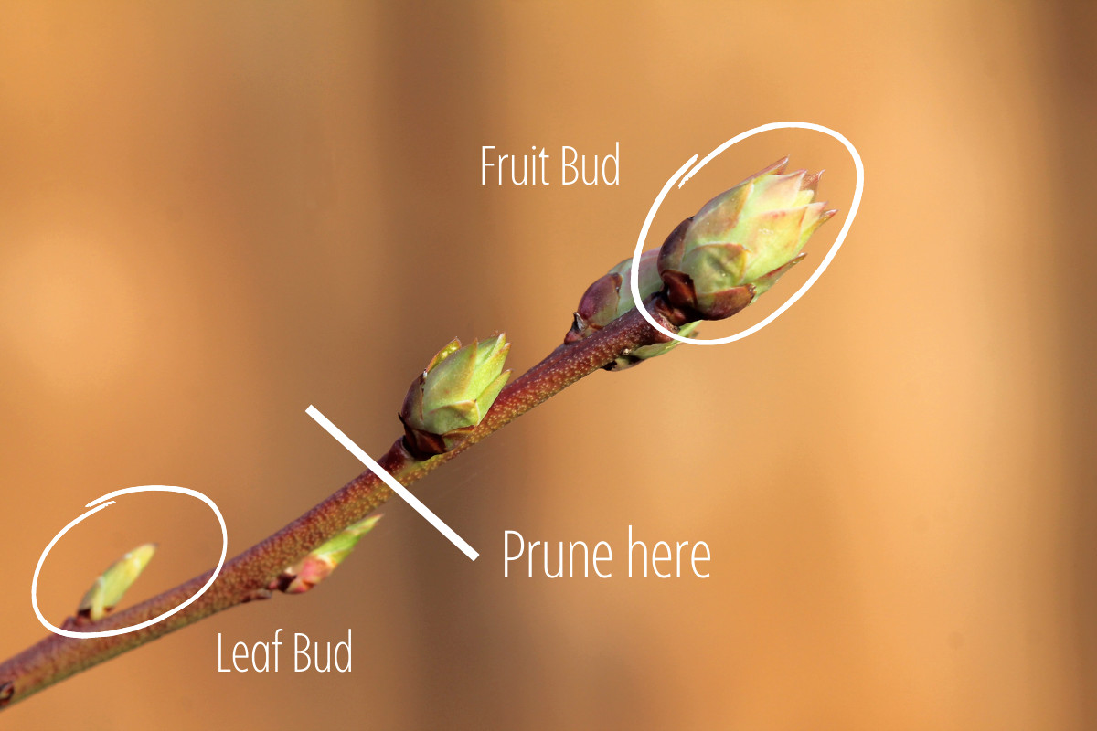 Close up of end of blueberry stem with fruit and leaf buds