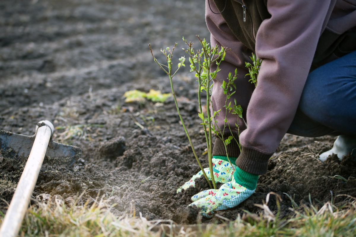 Woman planting new blueberry bush in ground