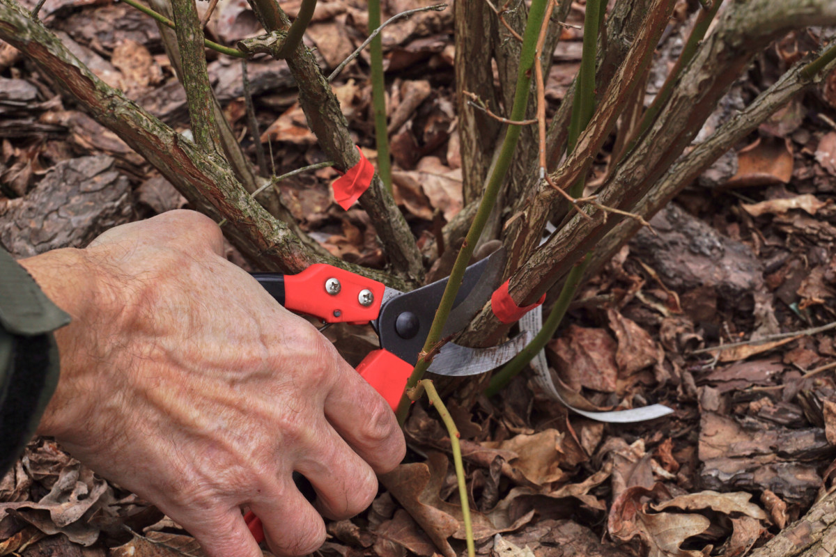 Man's hands pruning out old blueberry cane