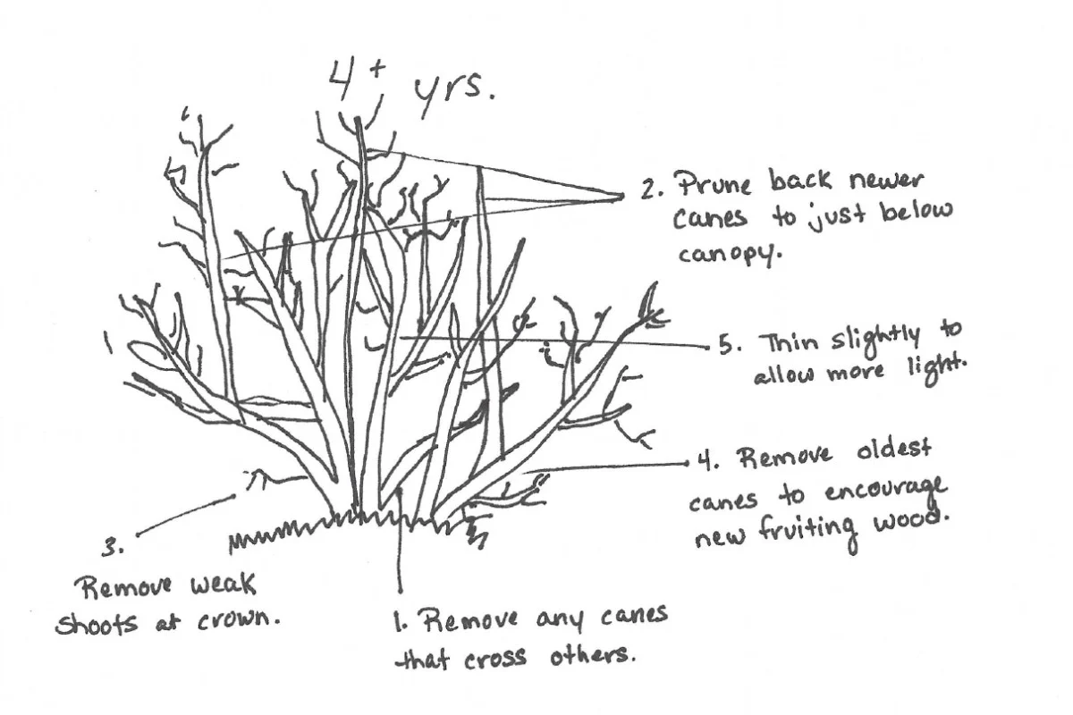 Diagram of pruning plan for mature blueberry bushes