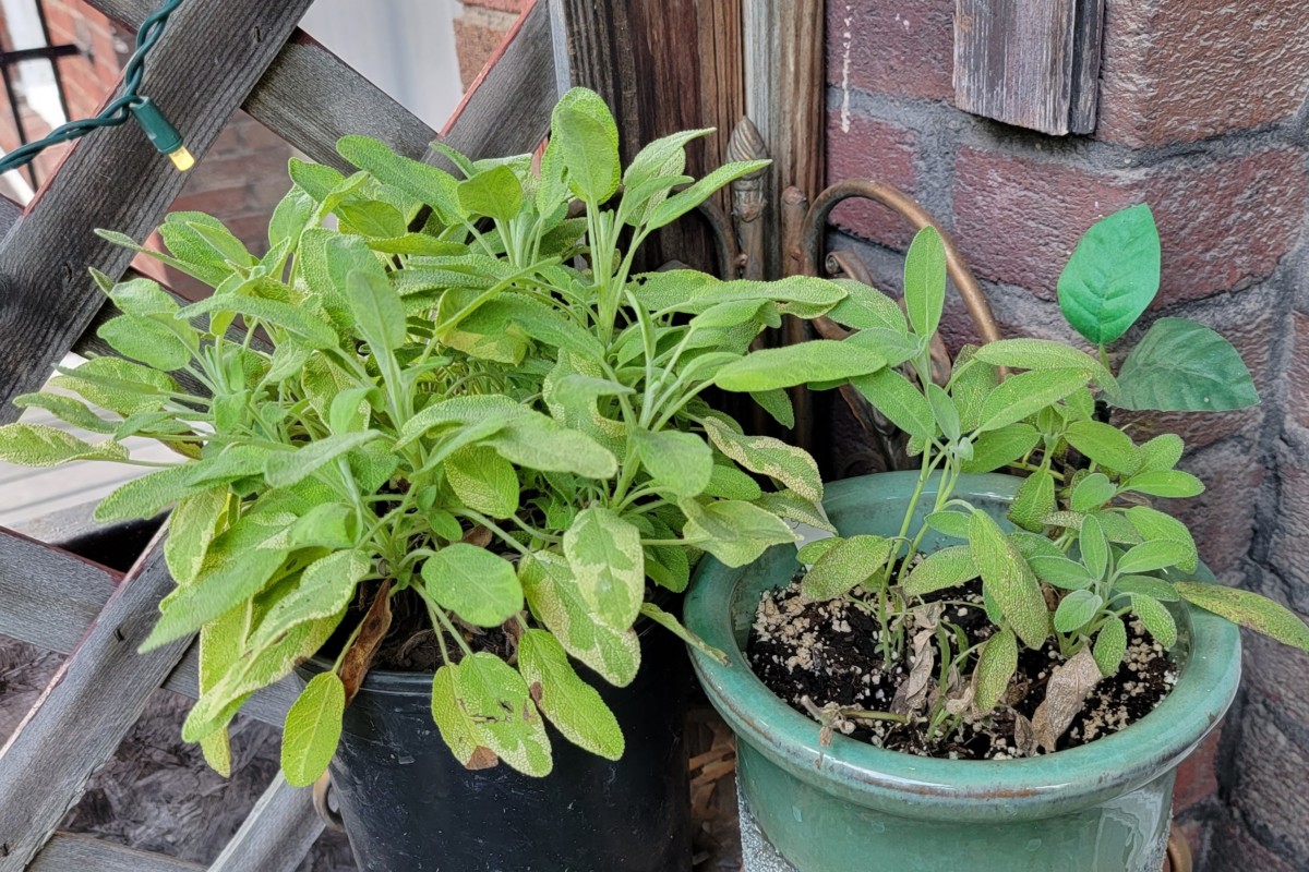 Comparison of two sage plants, one pruned one not