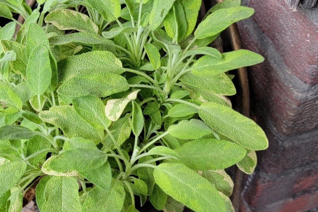 How to Prune Sage for Big, Bushy Plants A Quick Guide