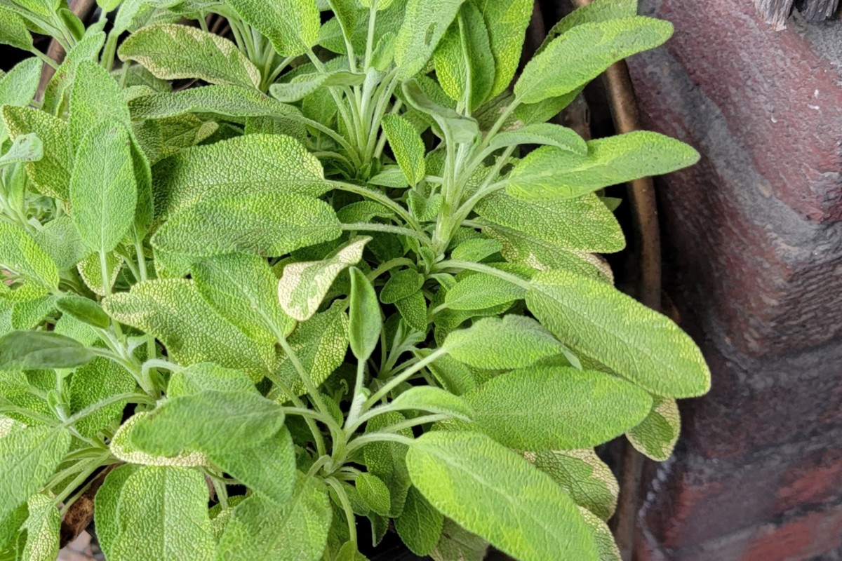 Close up of bushy sage plant