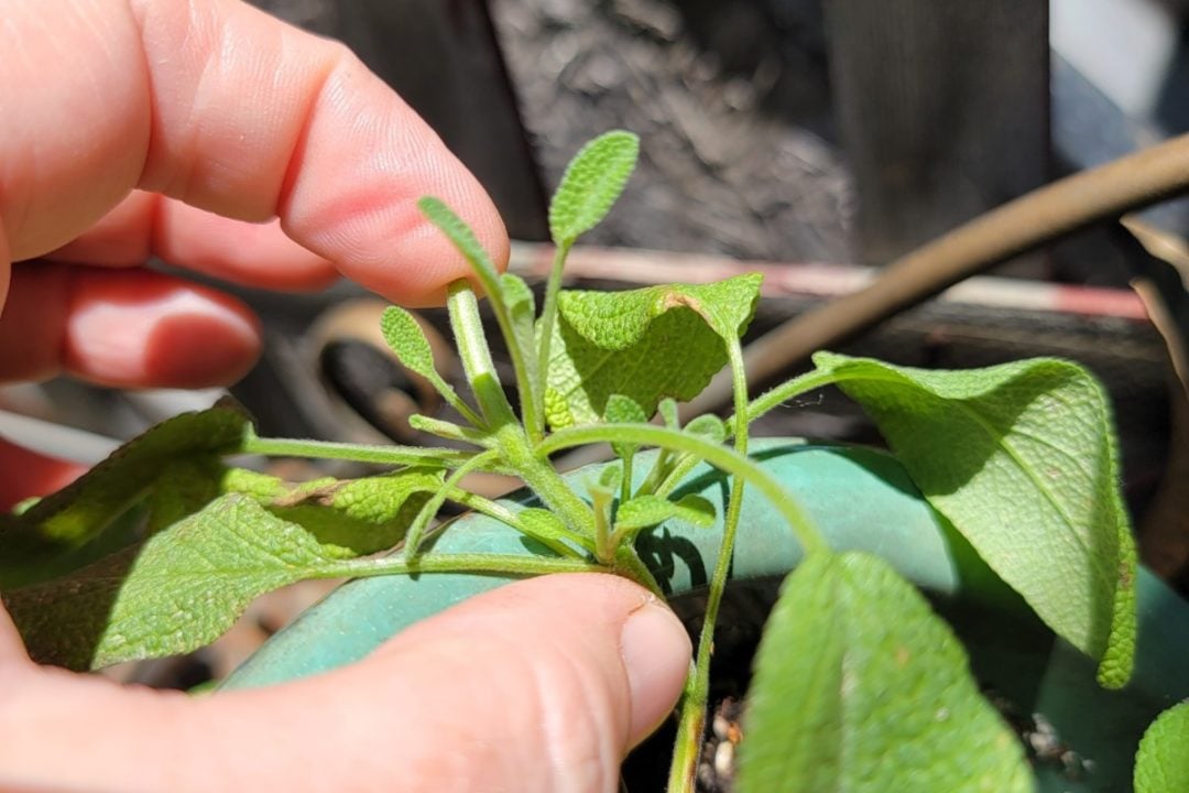 How to Prune Sage for Big, Bushy Plants A Quick Guide