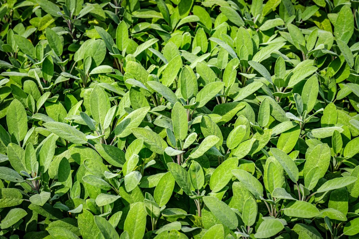 Large patch of sage 