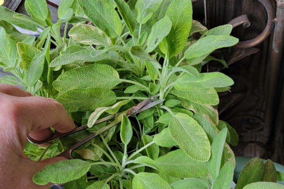 How to Prune Sage for Big, Bushy Plants A Quick Guide