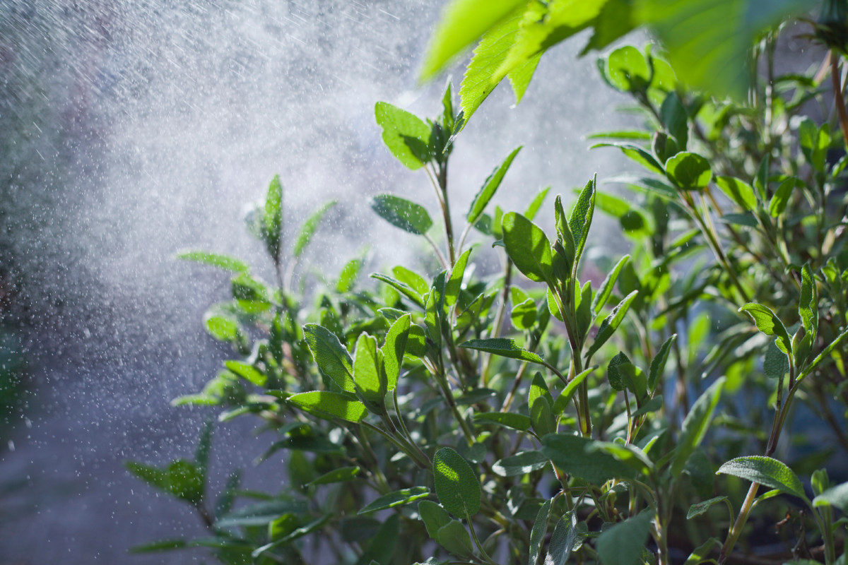 misting sage with water