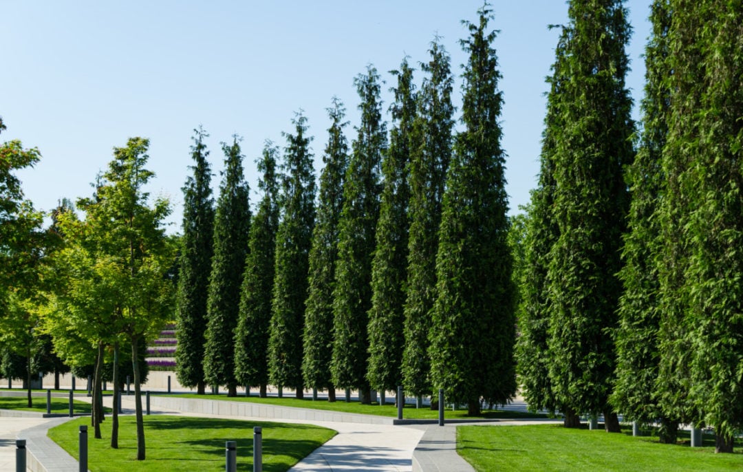 7 Fastest Growing Trees for a Natural Privacy Screen