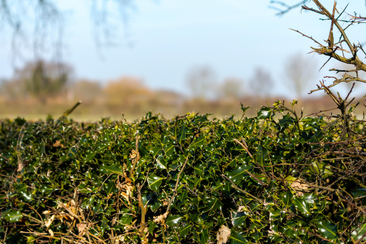 Holly hedge