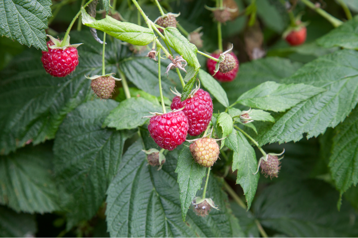 6 Raspberry Companion Plants (& 3 Plants You Should Keep Away
