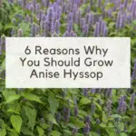 Grow anise hyssop