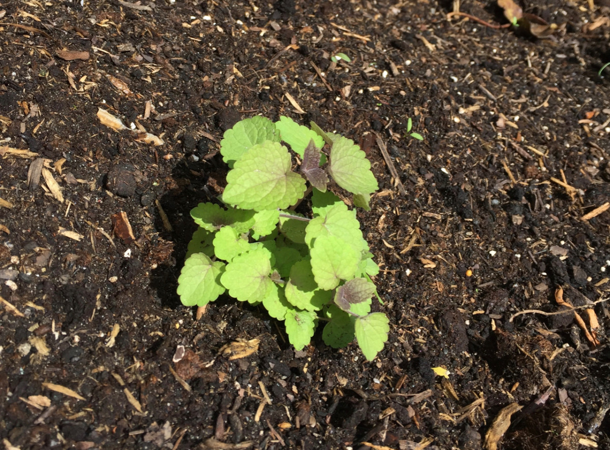 Small anise hyssop transplant in a sunny spring garden