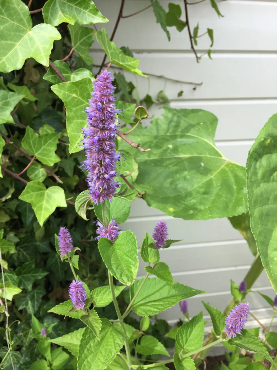 Purple anise hyssop flower stalk