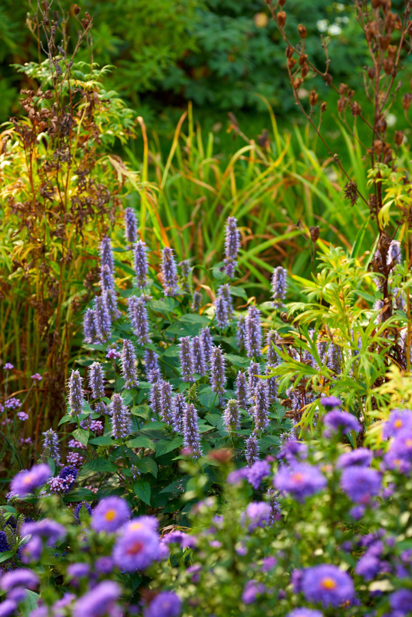 Agastache growing in among other flowers