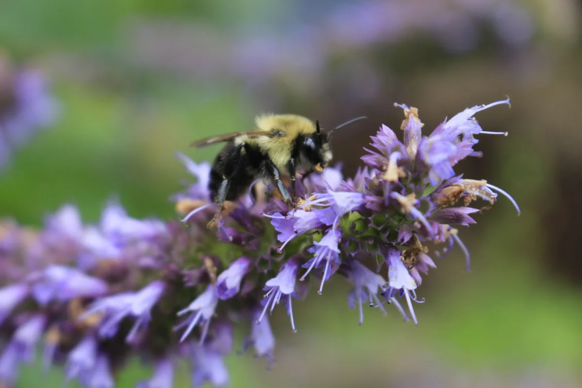 Close up of bee on anise hyssop flower stalk
