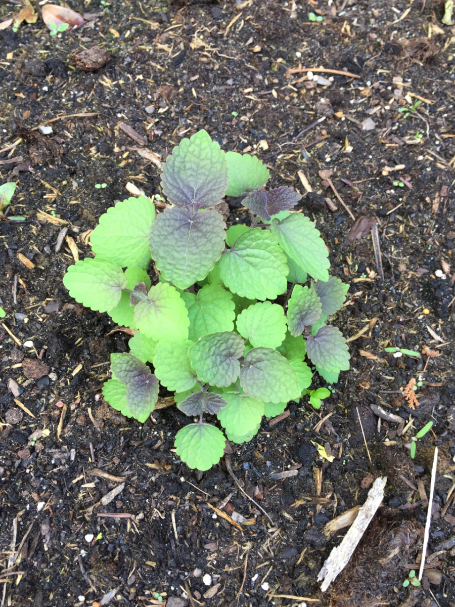 Tiny anise hyssop plant newly transplanted in a garden