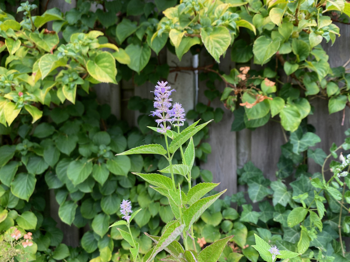 Smaller anise hyssop plant growing in a container