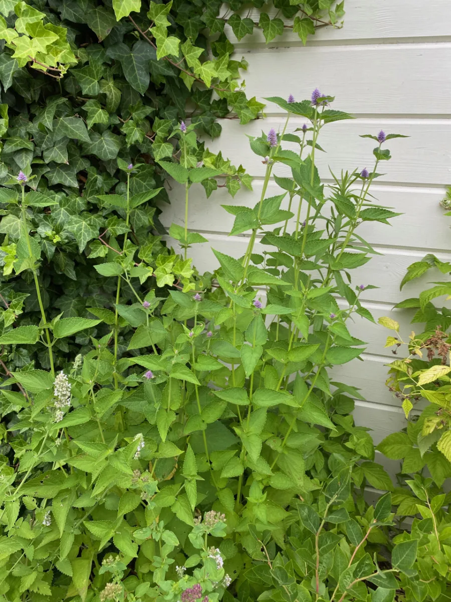 Tall, leggy anise hyssop growing next to a house