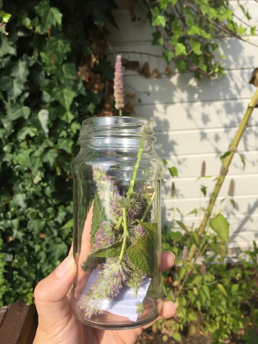 Jar with freshly picked agastache heads