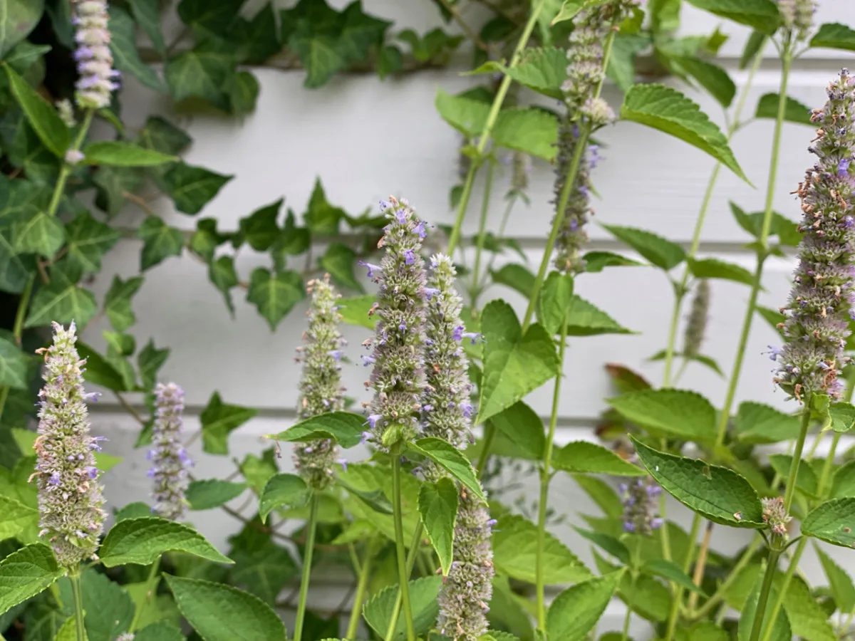 Spent anise hyssop flower stalks with the flowers gone