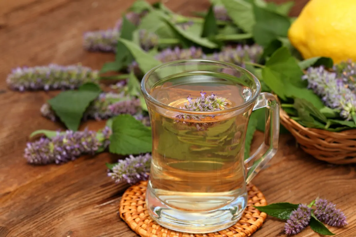 Tea made from agastache