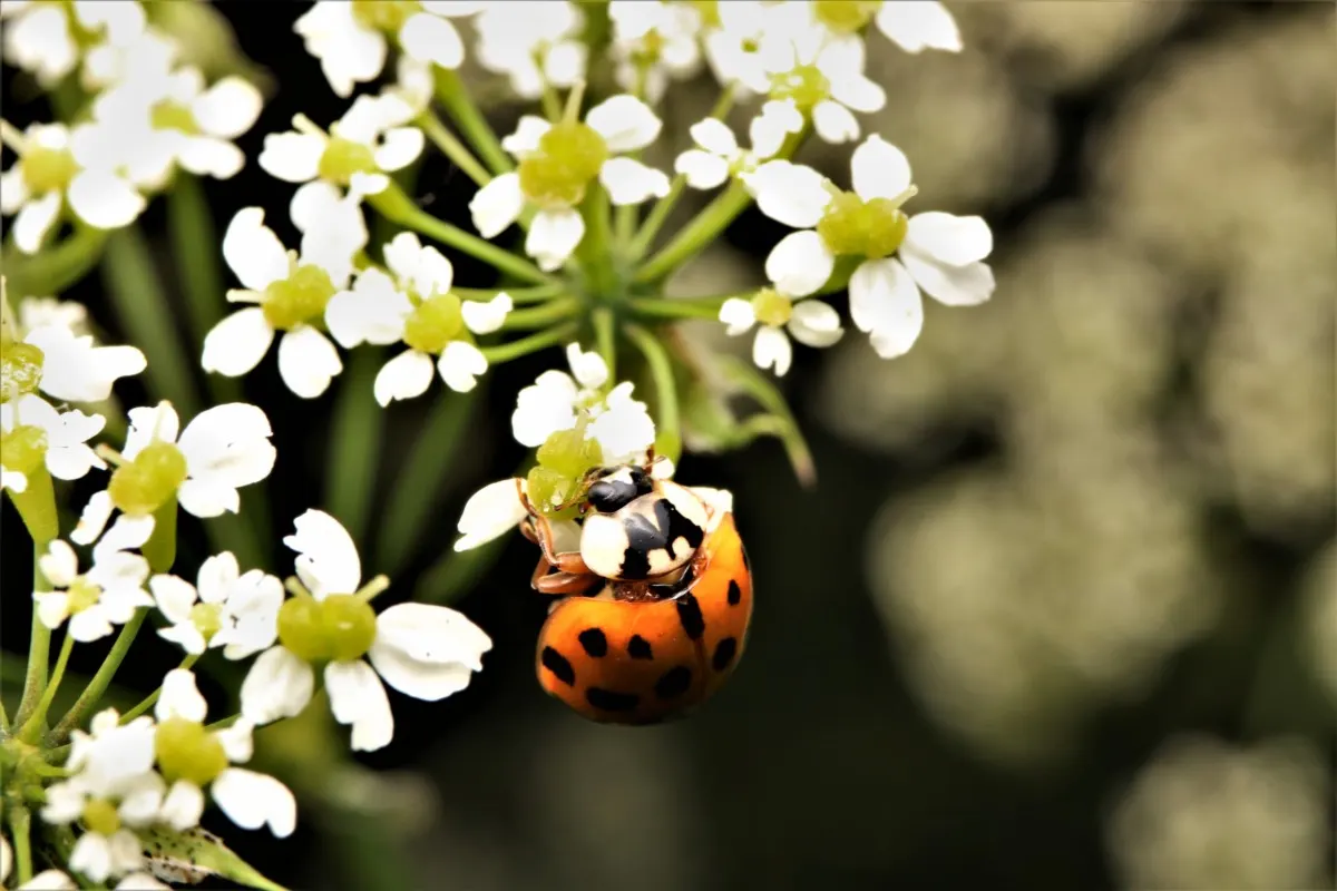 Asian ladybug on tiny white flowers.