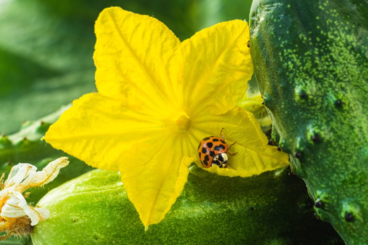 Ladybug inside a cucumber flower