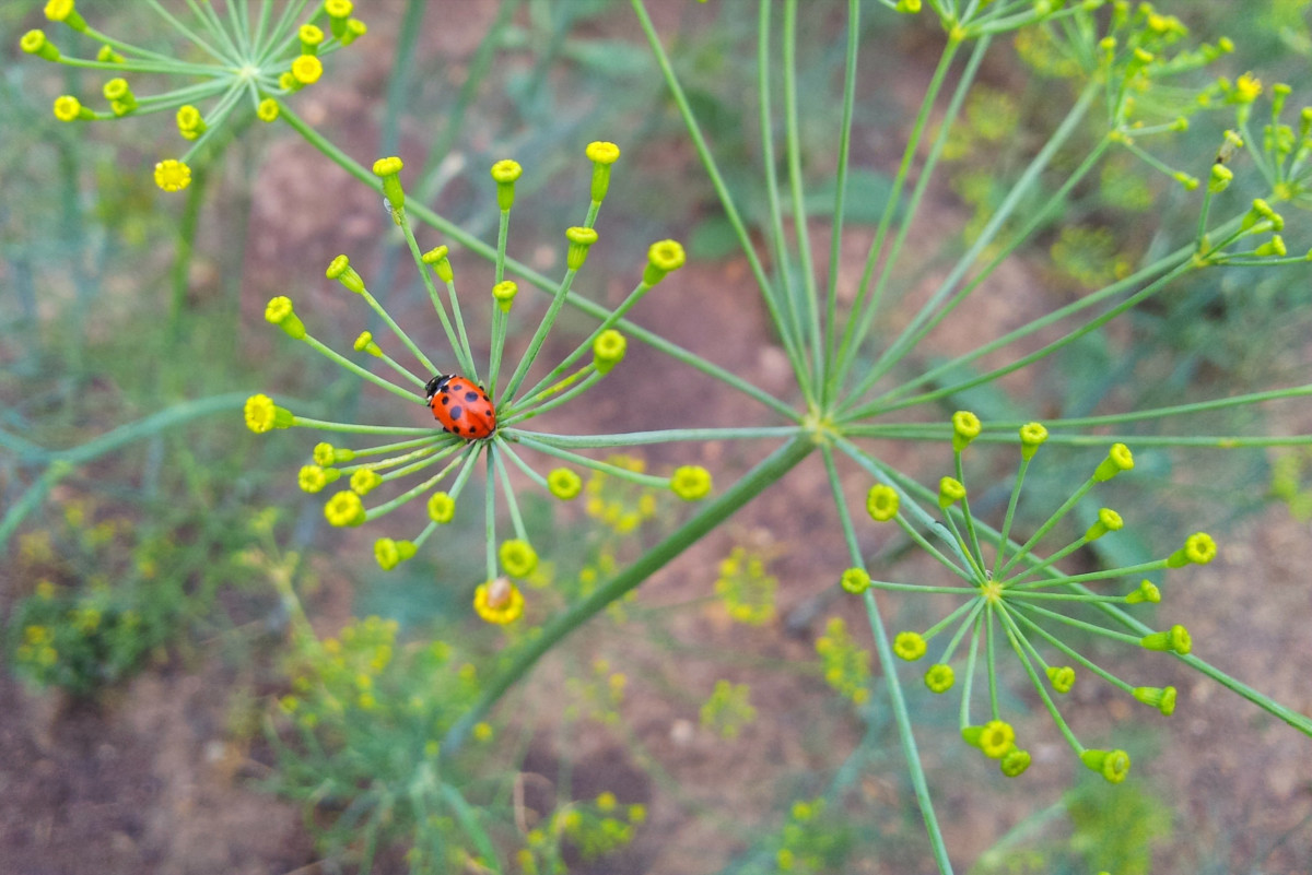 Ladybug on dill plant