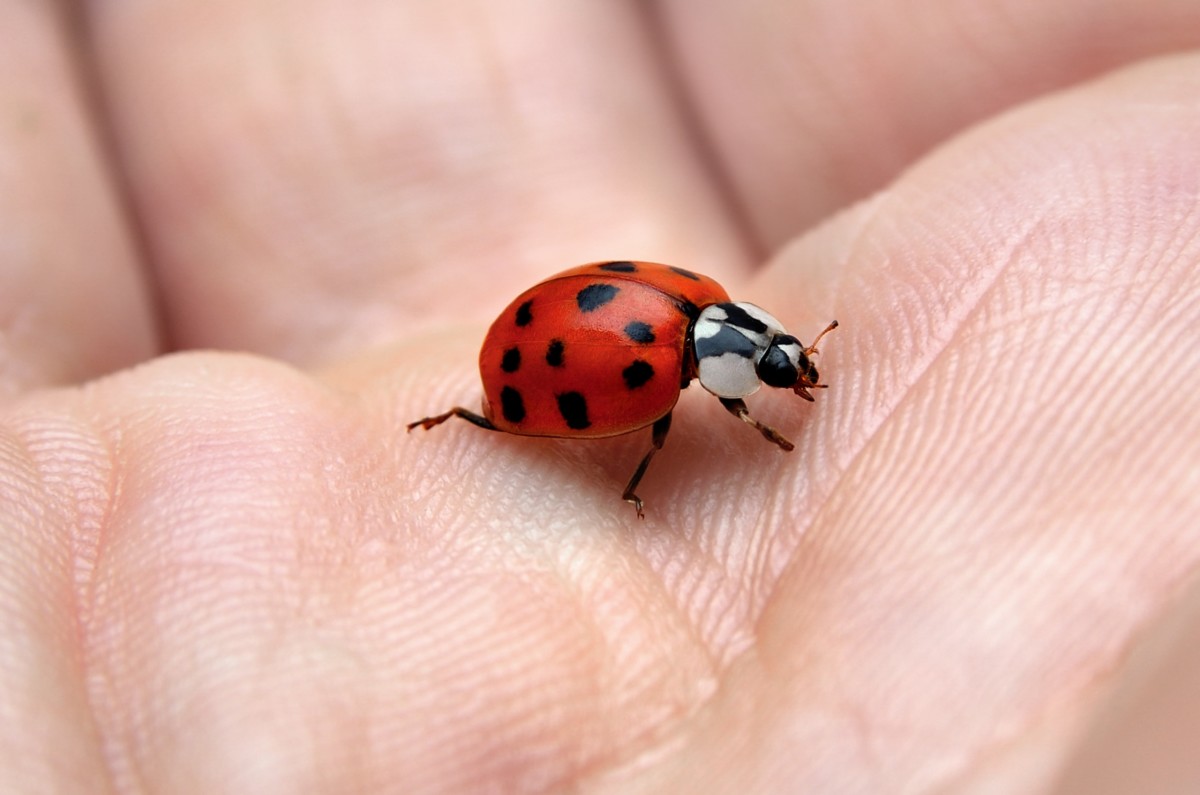 Close up of a ladybug on someone's hand.
